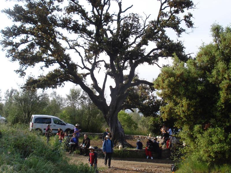 Esmorzant sota la gran alzina