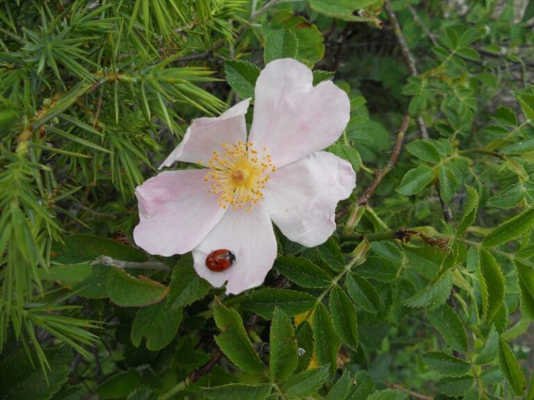 ferrata roques de empalomar