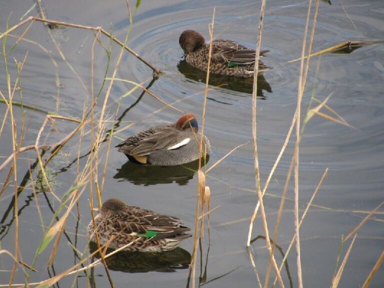 aiguamolls del emporda