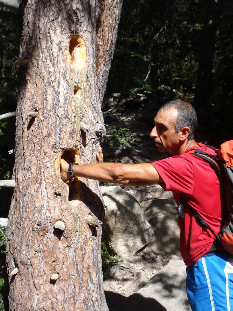 Forats fets pel picots