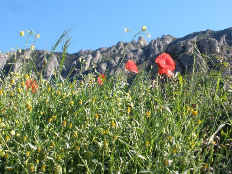 Foto premiada Jurat Popular
